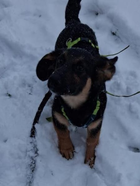 FLECKI - lustig, neugierig, verspielt