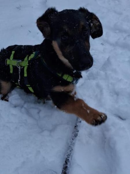 FLECKI - lustig, neugierig, verspielt