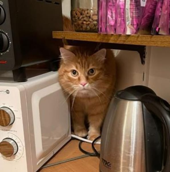 Apatchi - dringend neues Zuhause gesucht