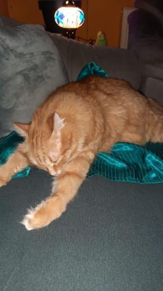 Apatchi - dringend neues Zuhause gesucht