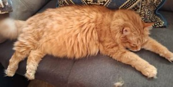 Apatchi - dringend neues Zuhause gesucht