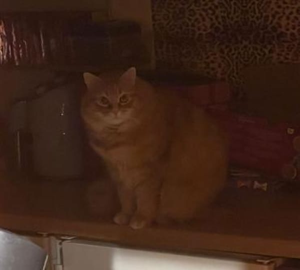 Apatchi - dringend neues Zuhause gesucht