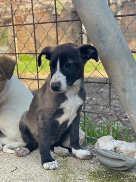 ARIEL   liebenswert & sonnig