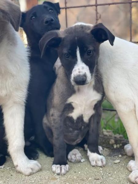 ARIEL   liebenswert & sonnig