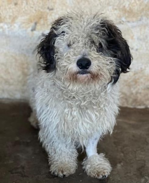 Günni, geb. 12/2023, 45896 Gelsenkirchen