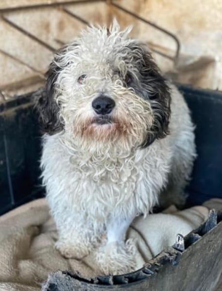 Günni, geb. 12/2023, 45896 Gelsenkirchen