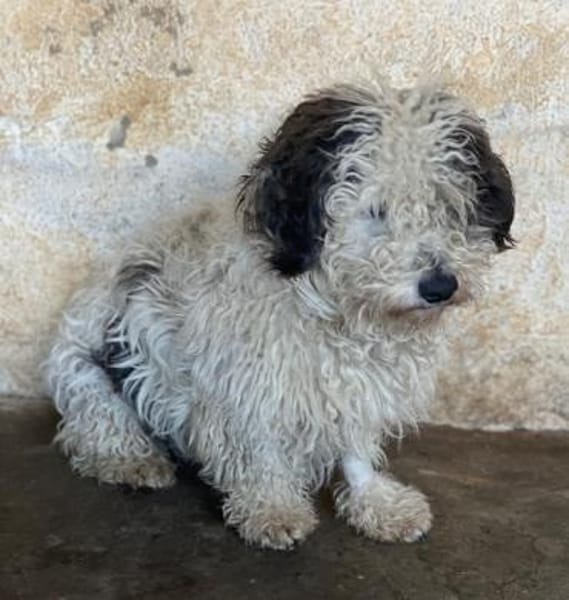 Günni, geb. 12/2023, 45896 Gelsenkirchen