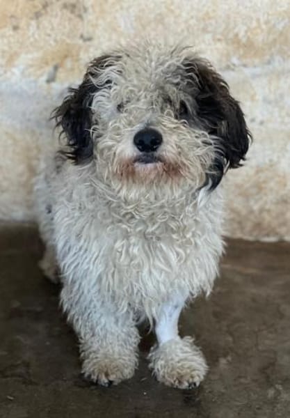 Günni, geb. 12/2023, 45896 Gelsenkirchen