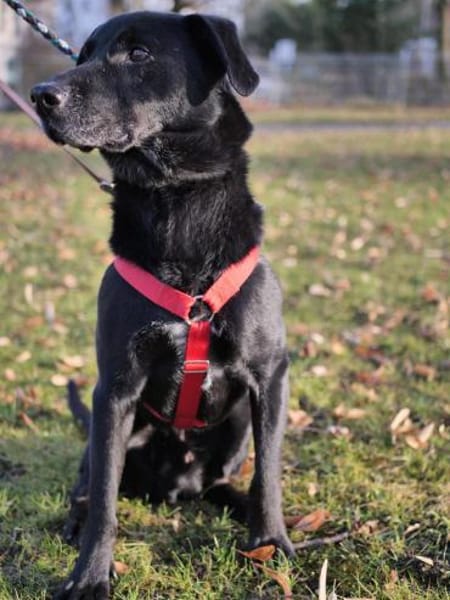 Zorro Labrador Mix Rüde 10Jahre in 72762