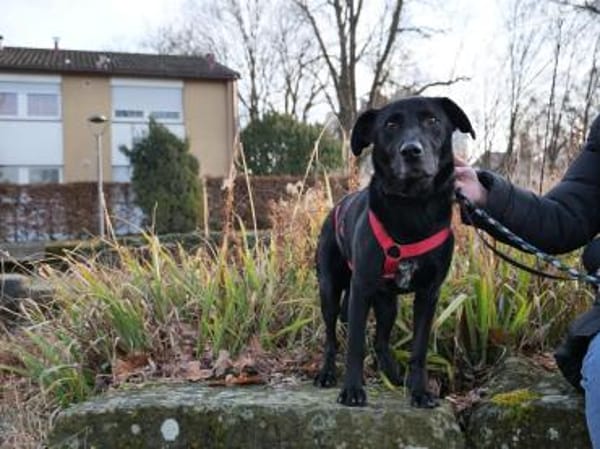 Zorro Labrador Mix Rüde 10Jahre in 72762