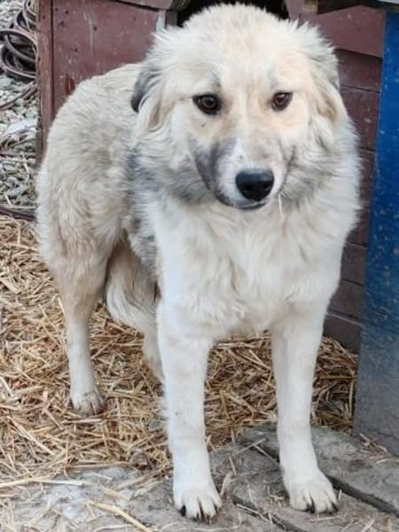 SERAPHINA in 65... Hünfelden auf PS