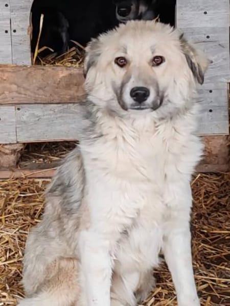 SERAPHINA in 65... Hünfelden auf PS