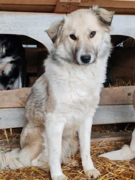 SERAPHINA in 65... Hünfelden auf PS