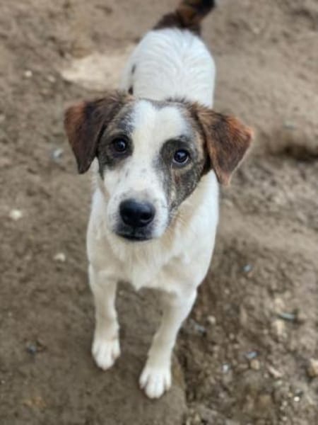 Blesso, geb. 01/2025, 48565 Steinfurt