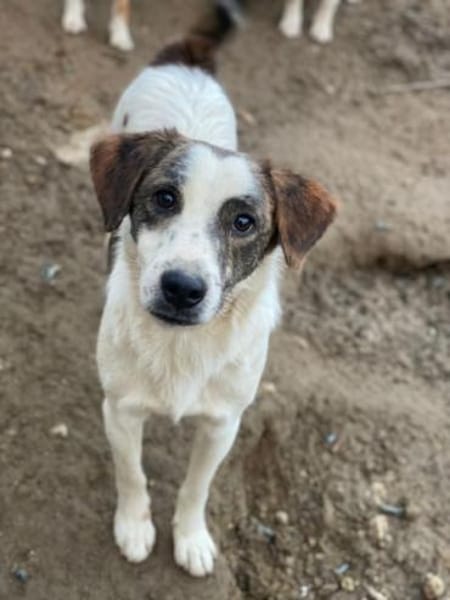 Blesso, geb. 01/2025, 48565 Steinfurt