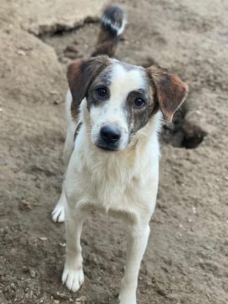 Blesso, geb. 01/2025, 48565 Steinfurt