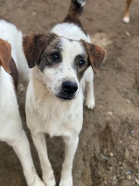 Blesso, geb. 01/2025, 48565 Steinfurt