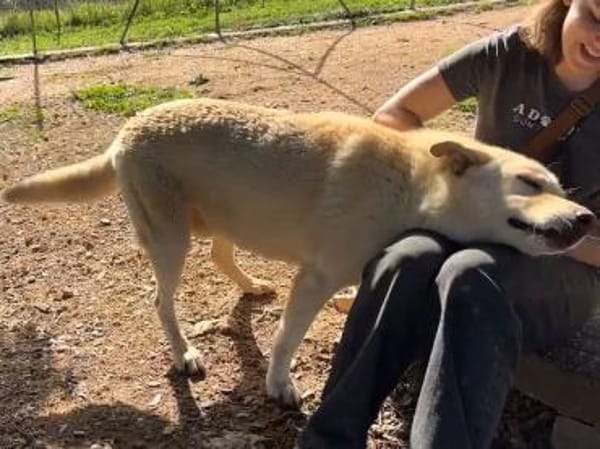 Tolomeo wünscht sich ein Zuhause