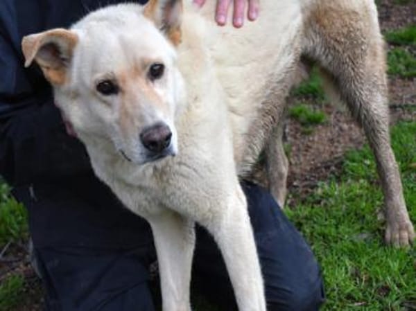 Tolomeo wünscht sich ein Zuhause