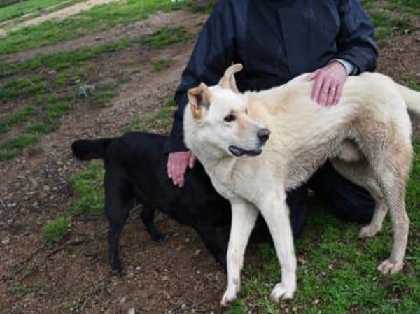 Tolomeo wünscht sich ein Zuhause