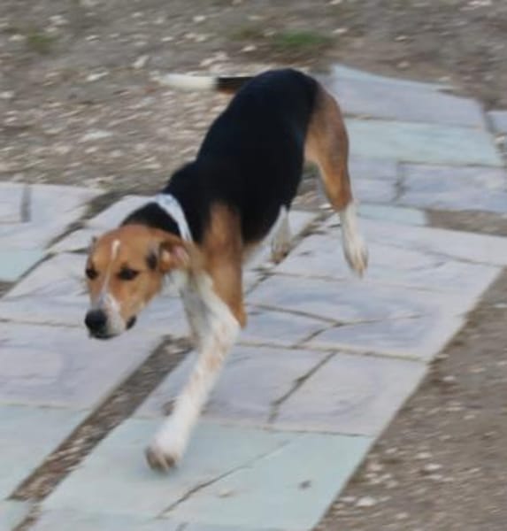 Lola eine wunderschöne Hündin