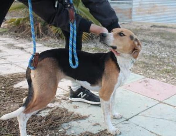 Lola eine wunderschöne Hündin