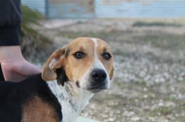 Lola eine wunderschöne Hündin