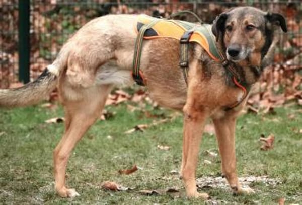 ❤ Keeva - eine ganz besondere Hündin