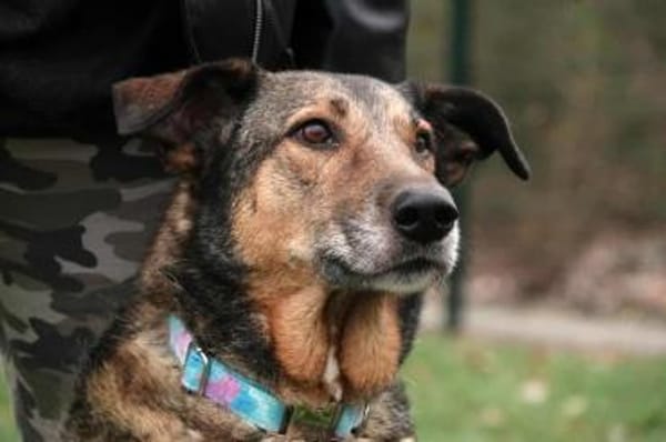 ❤ Keeva - eine ganz besondere Hündin