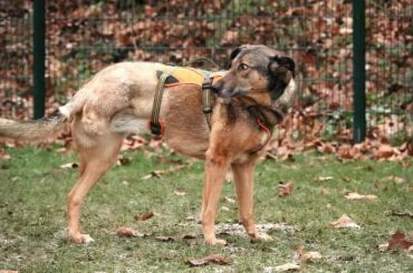 ❤ Keeva - eine ganz besondere Hündin