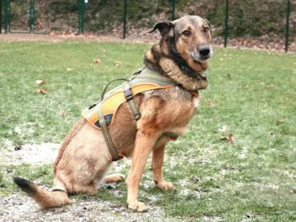 ❤ Keeva - eine ganz besondere Hündin