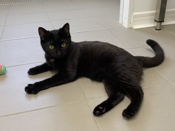 Maki (en cours d’adoption)