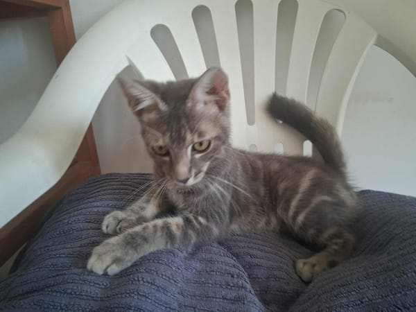 🐾 À L’ADOPTION – GREY, adorable petite chatonne 🐾
