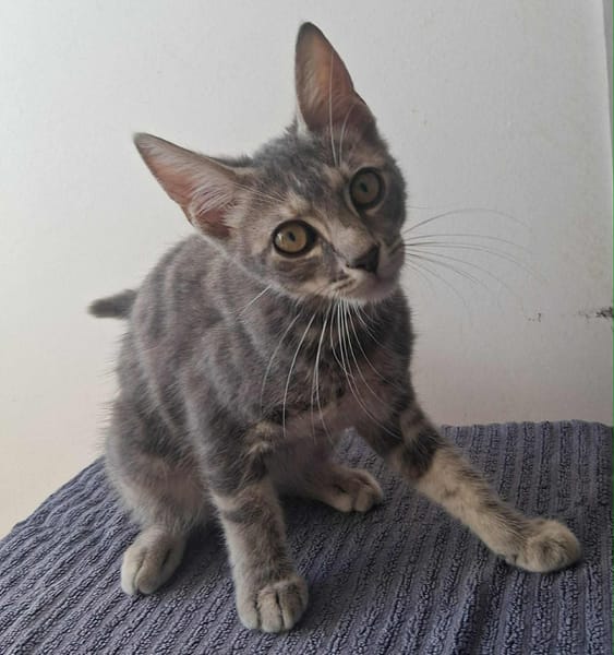 🐾 À L’ADOPTION – GREY, adorable petite chatonne 🐾