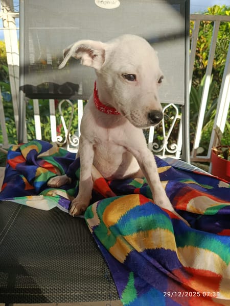 🐾 À L’ADOPTION – INDRA, malicieuse et pleine d’amour 🐾