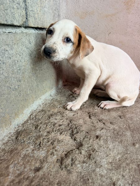 🐾 À L’ADOPTION – KALIE 🐾