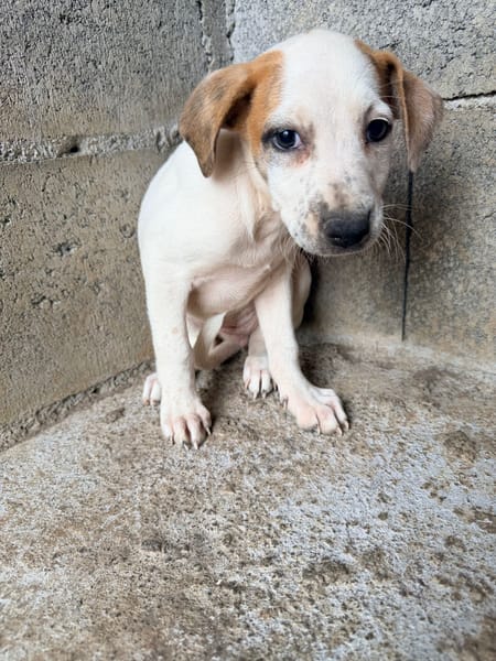 🐾 À L’ADOPTION – KALIE 🐾