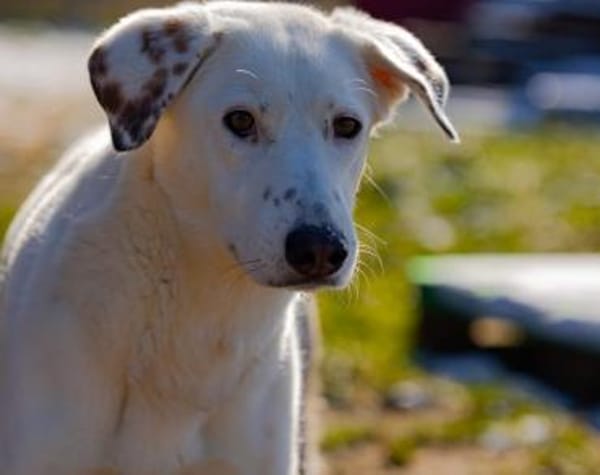 Love sucht ein einfühlsames Zuhause