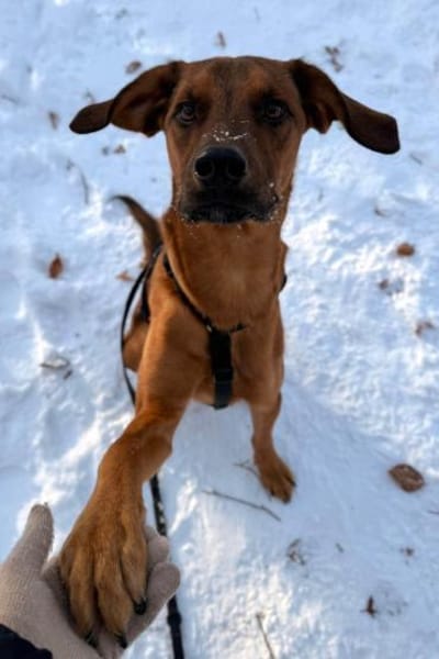 Notfall LASKOin 22559 Hamburg!