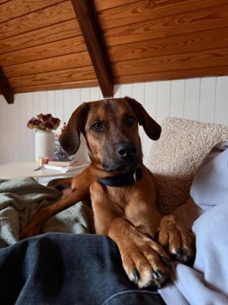 Notfall LASKOin 22559 Hamburg!