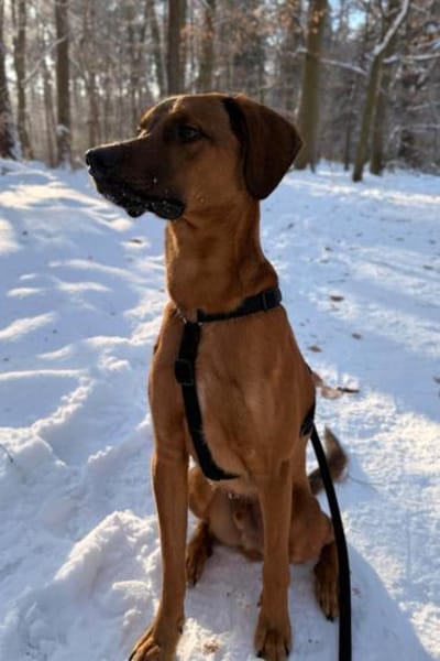 Notfall LASKOin 22559 Hamburg!