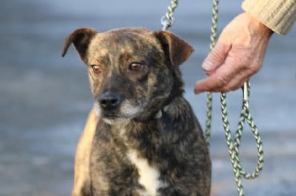 Gustav - fröhlich u. verspielt