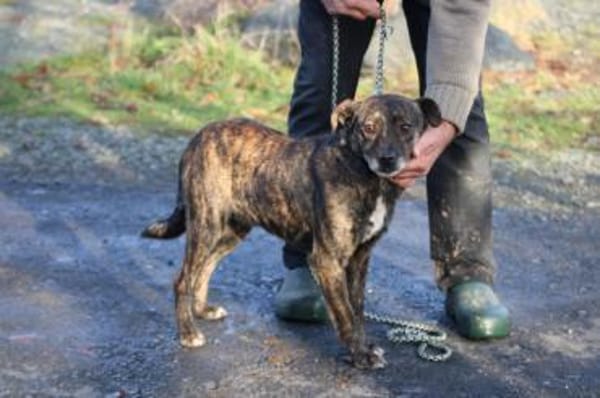 Gustav - fröhlich u. verspielt