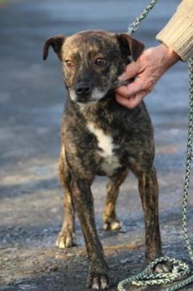 Gustav - fröhlich u. verspielt