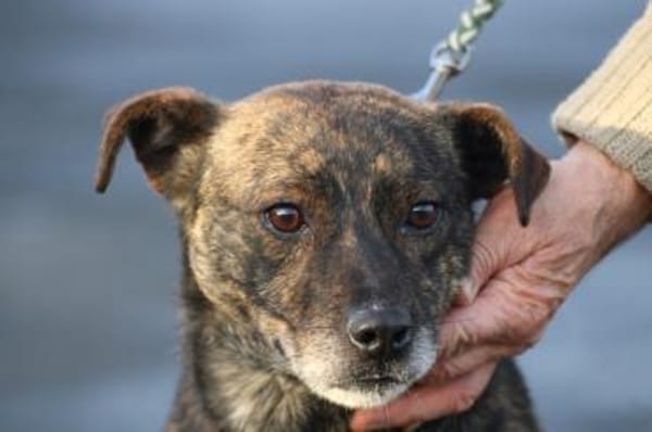 Gustav - fröhlich u. verspielt