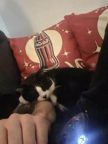 Zuhause gesucht für Paul