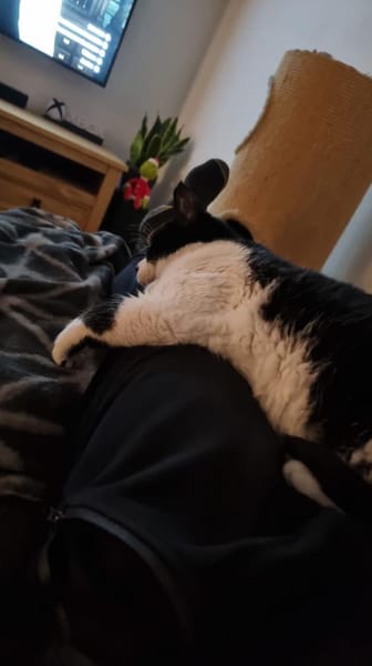 Zuhause gesucht für Paul