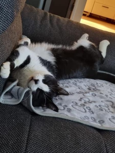 Zuhause gesucht für Paul