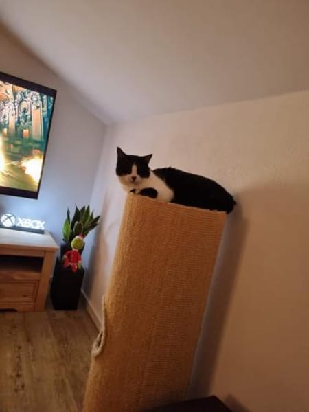 Zuhause gesucht für Paul