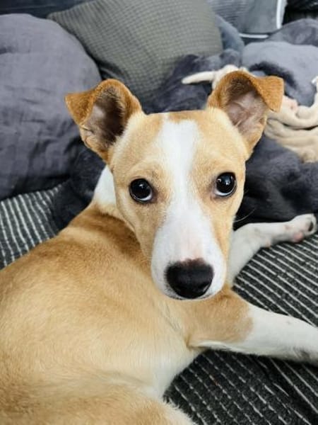 Twix 9 Monate Chihuahua-Jack Russle mix